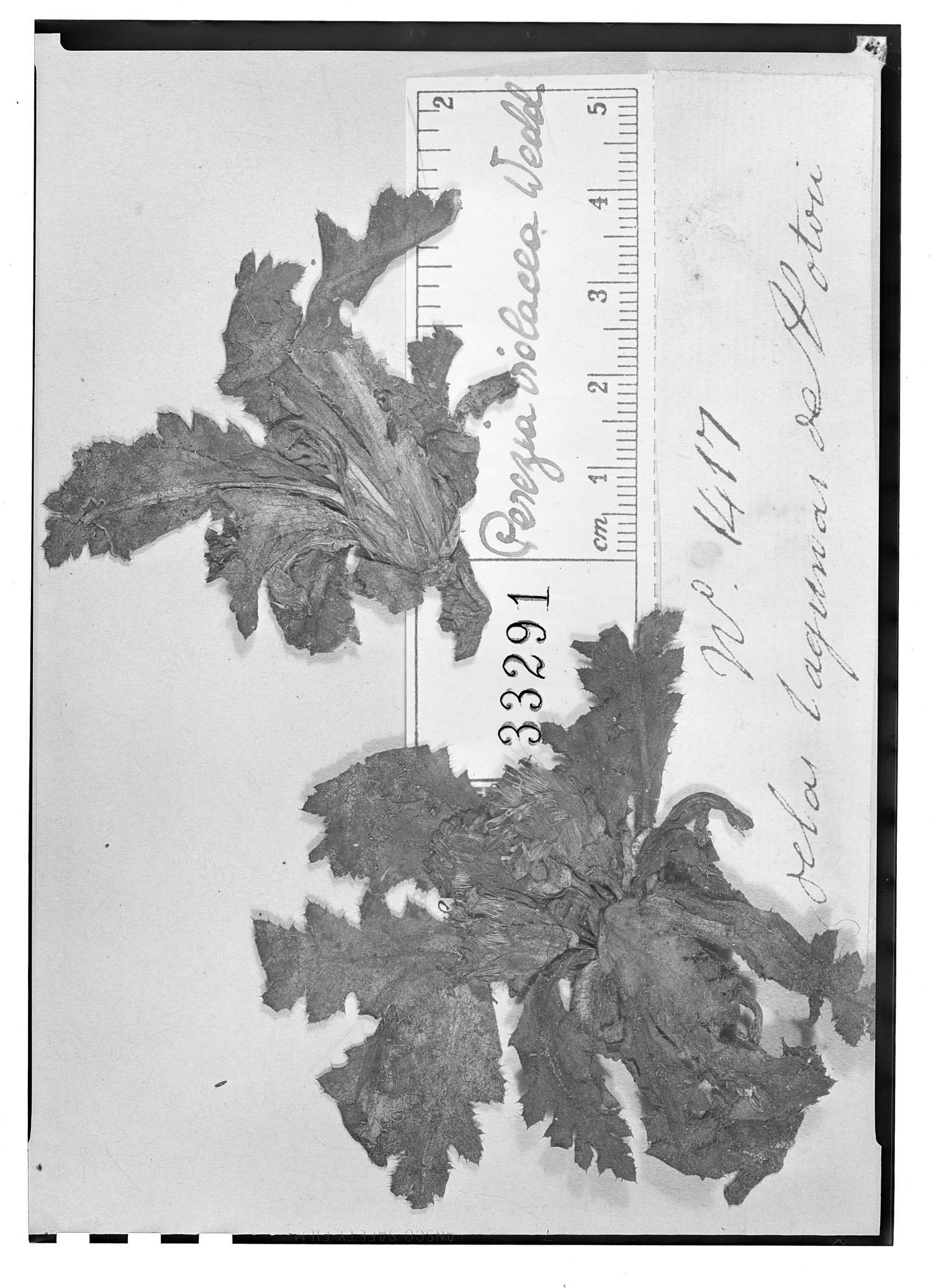 Perezia pinnatifida image