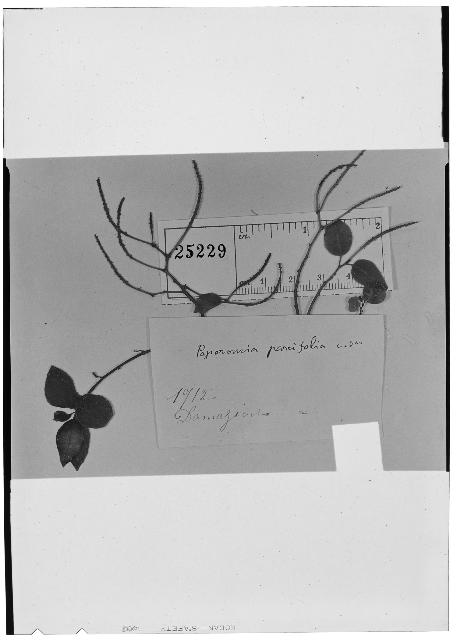 Peperomia parcifolia image