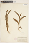 Cypripedium passerinum image