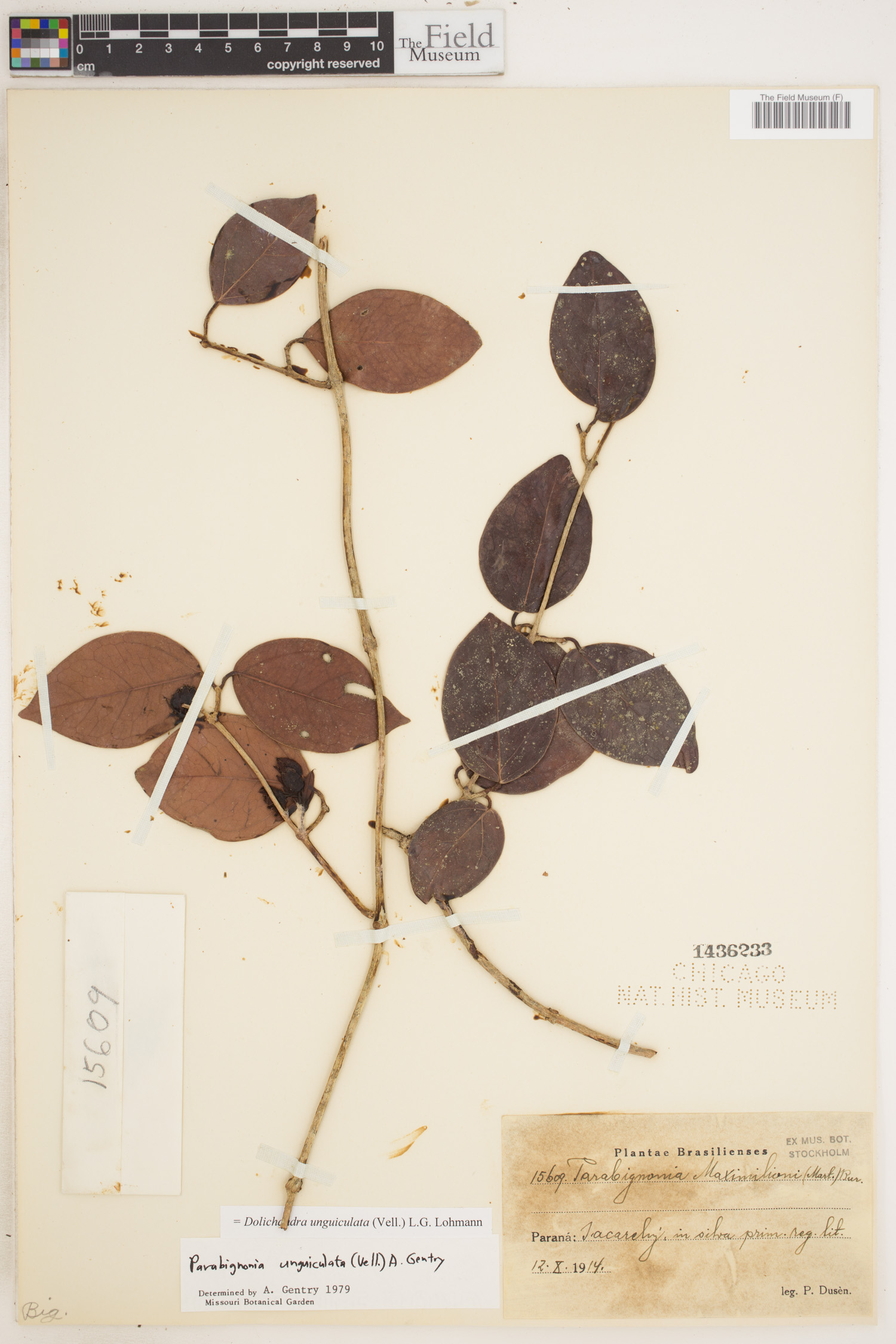 Dolichandra unguiculata image