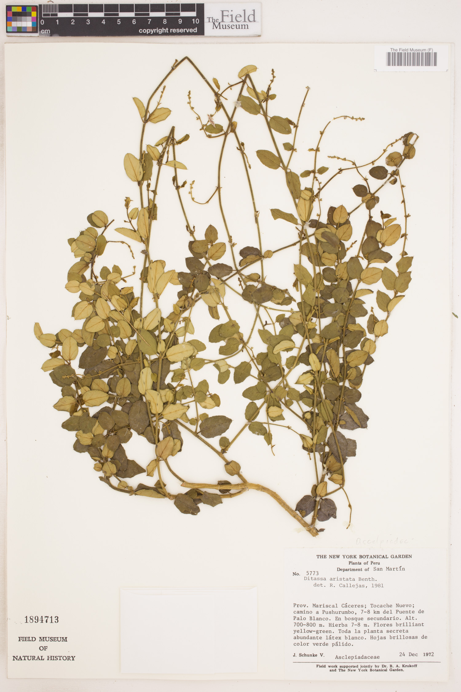 Tassadia aristata image