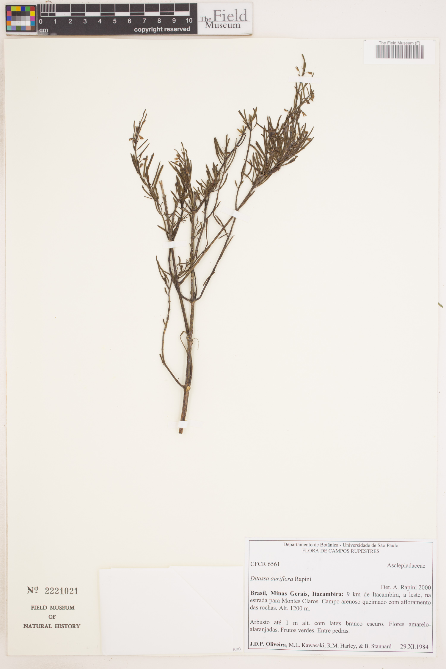 Ditassa auriflora image