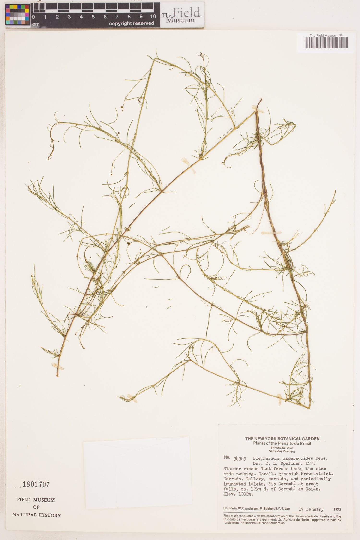 Blepharodon asparagoides image