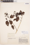 Bignonia hyacinthina image