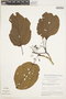 Bignonia hyacinthina image