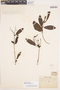 Bignonia longiflora image