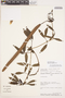 Bignonia longiflora image