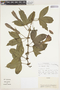 Passiflora schlimiana image