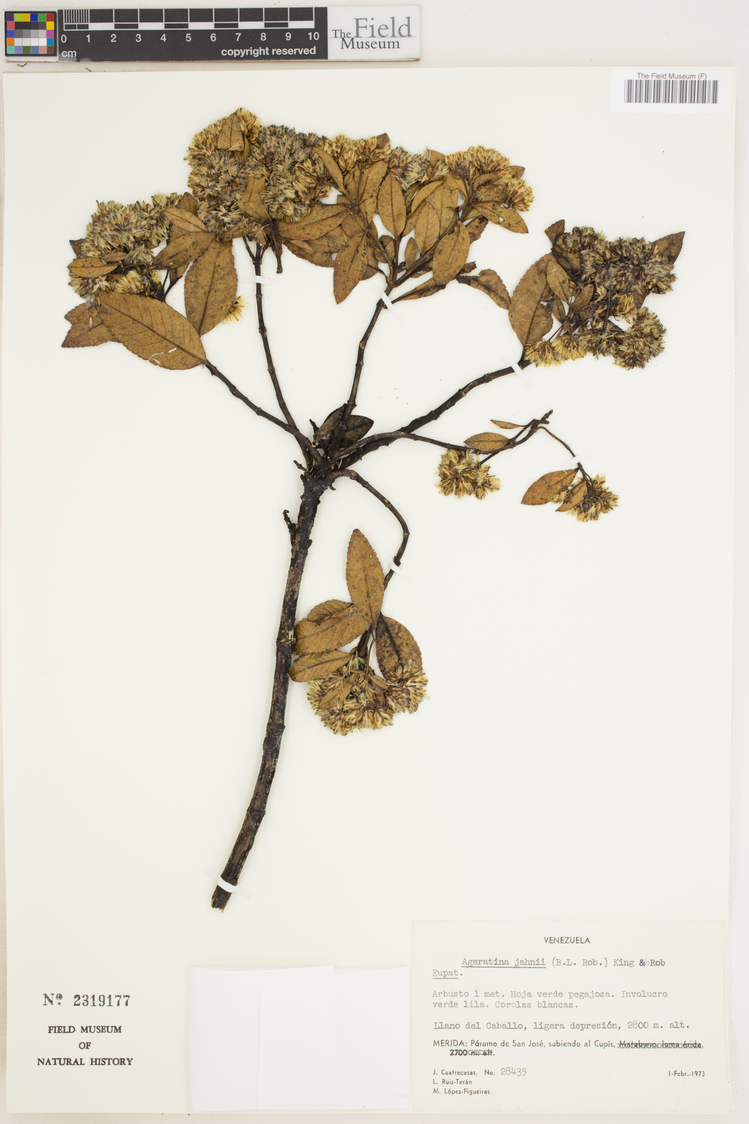 Ageratina jahnii image