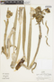 Espeletia grandiflora image