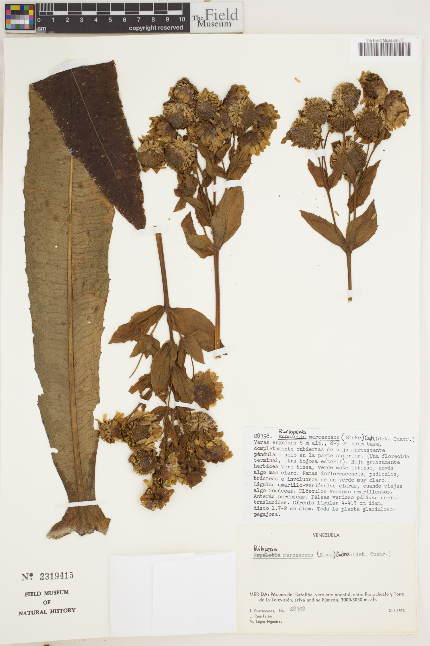 Ruilopezia marcescens image