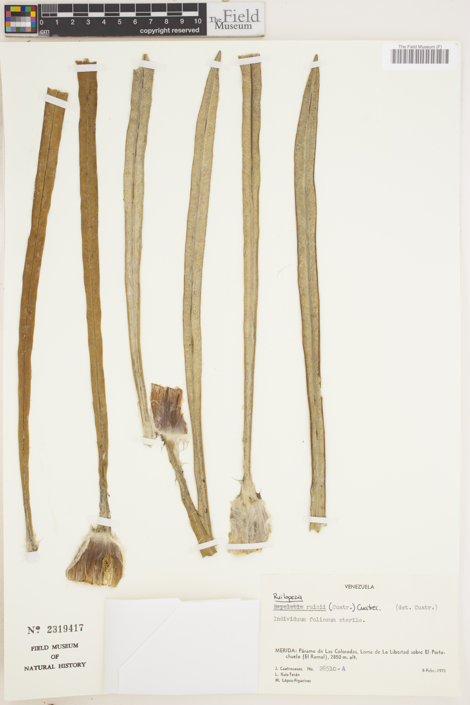 Ruilopezia image