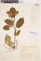 Bignonia sciuripabulum image