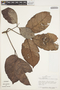 Callichlamys latifolia image