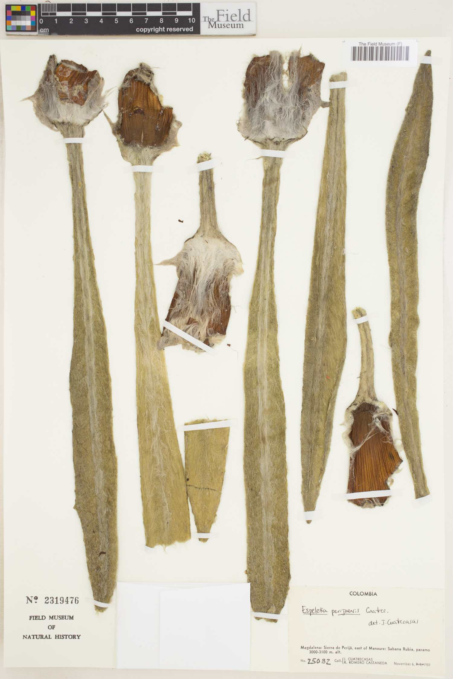 Espeletia perijaensis image