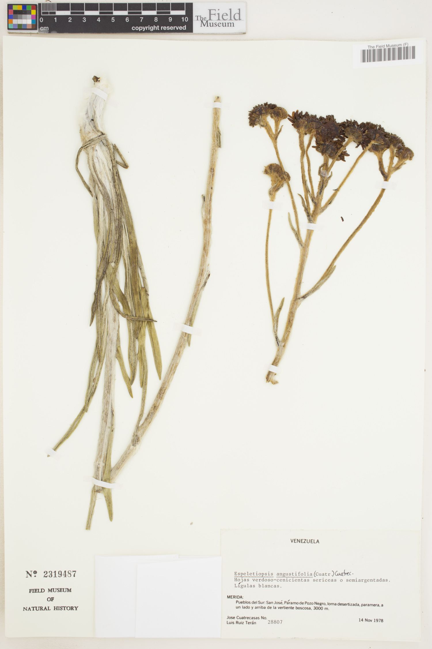 Espeletiopsis angustifolia image