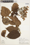 Cuspidaria floribunda image