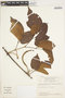 Cuspidaria lateriflora image