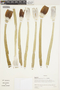 Espeletiopsis angustifolia image