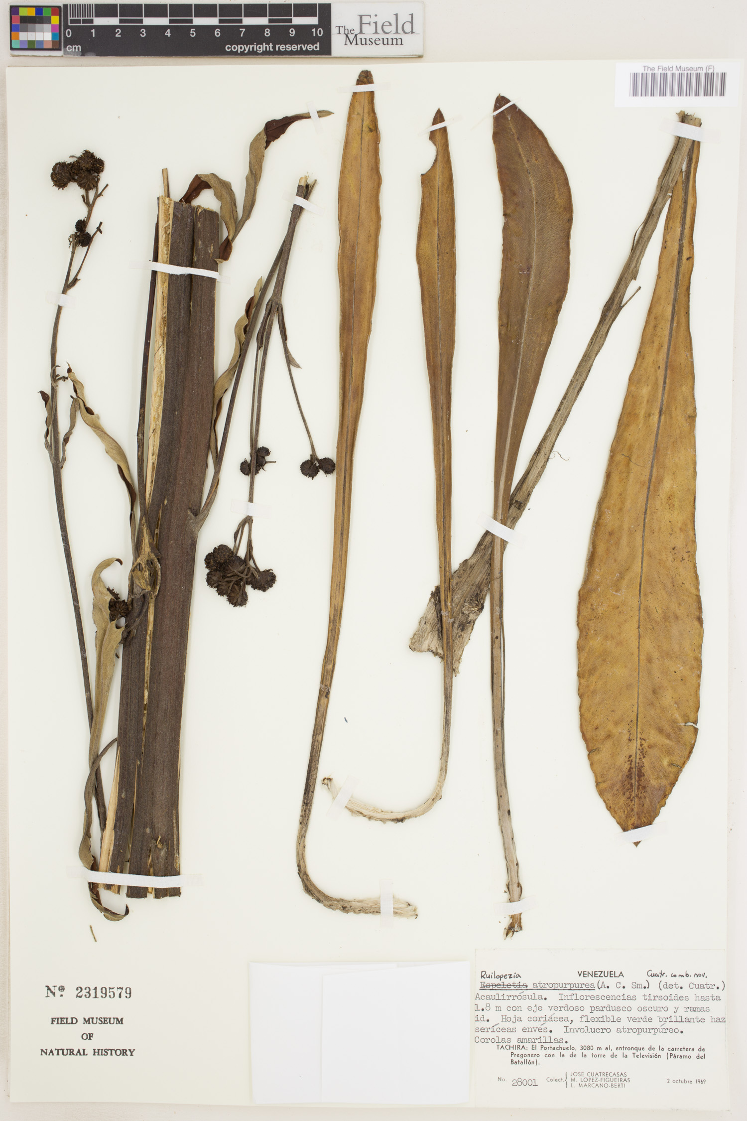 Ruilopezia atropurpurea image