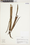 Ruilopezia viridis image