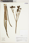 Ruilopezia viridis image
