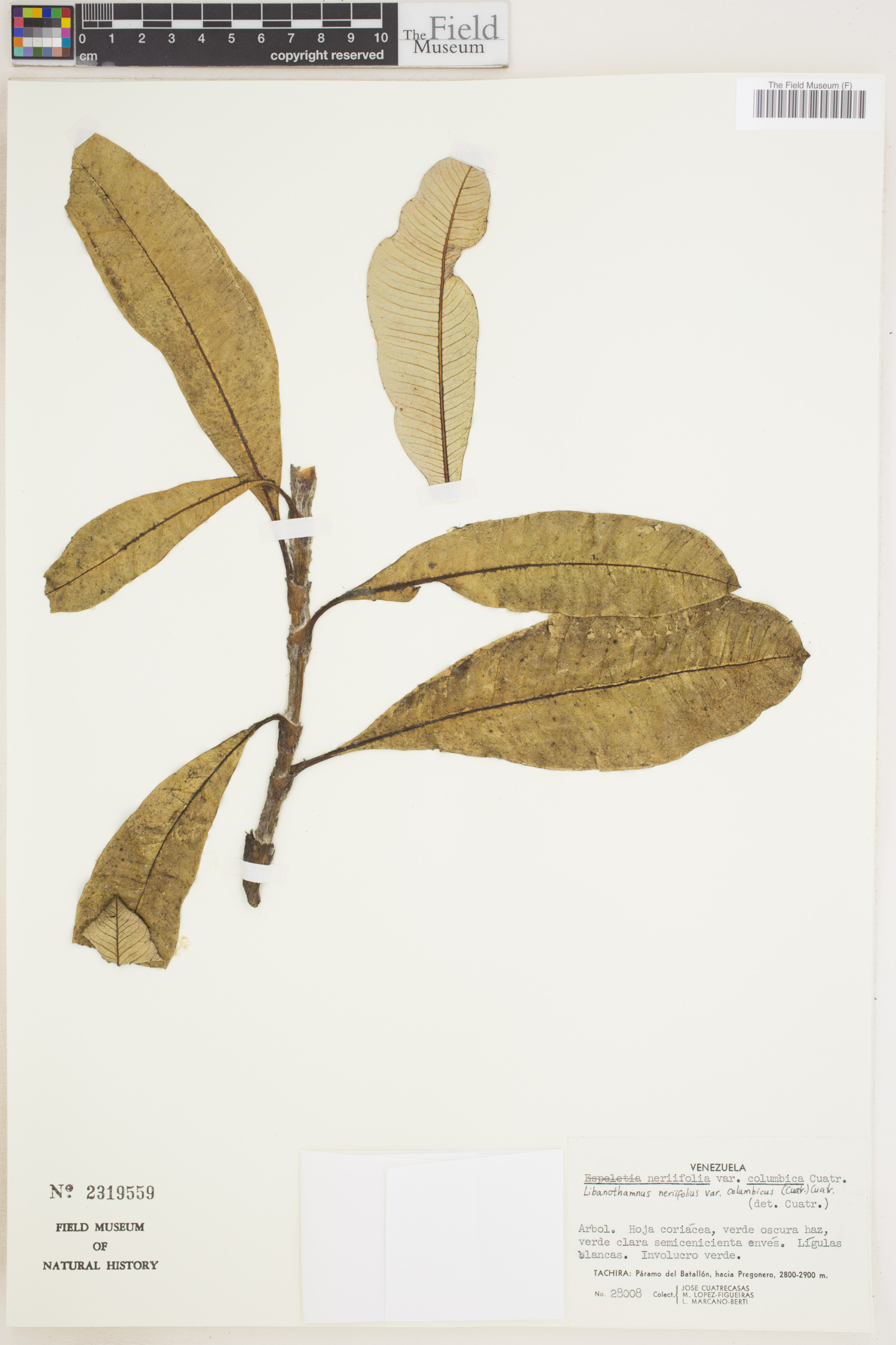 Libanothamnus neriifolius image