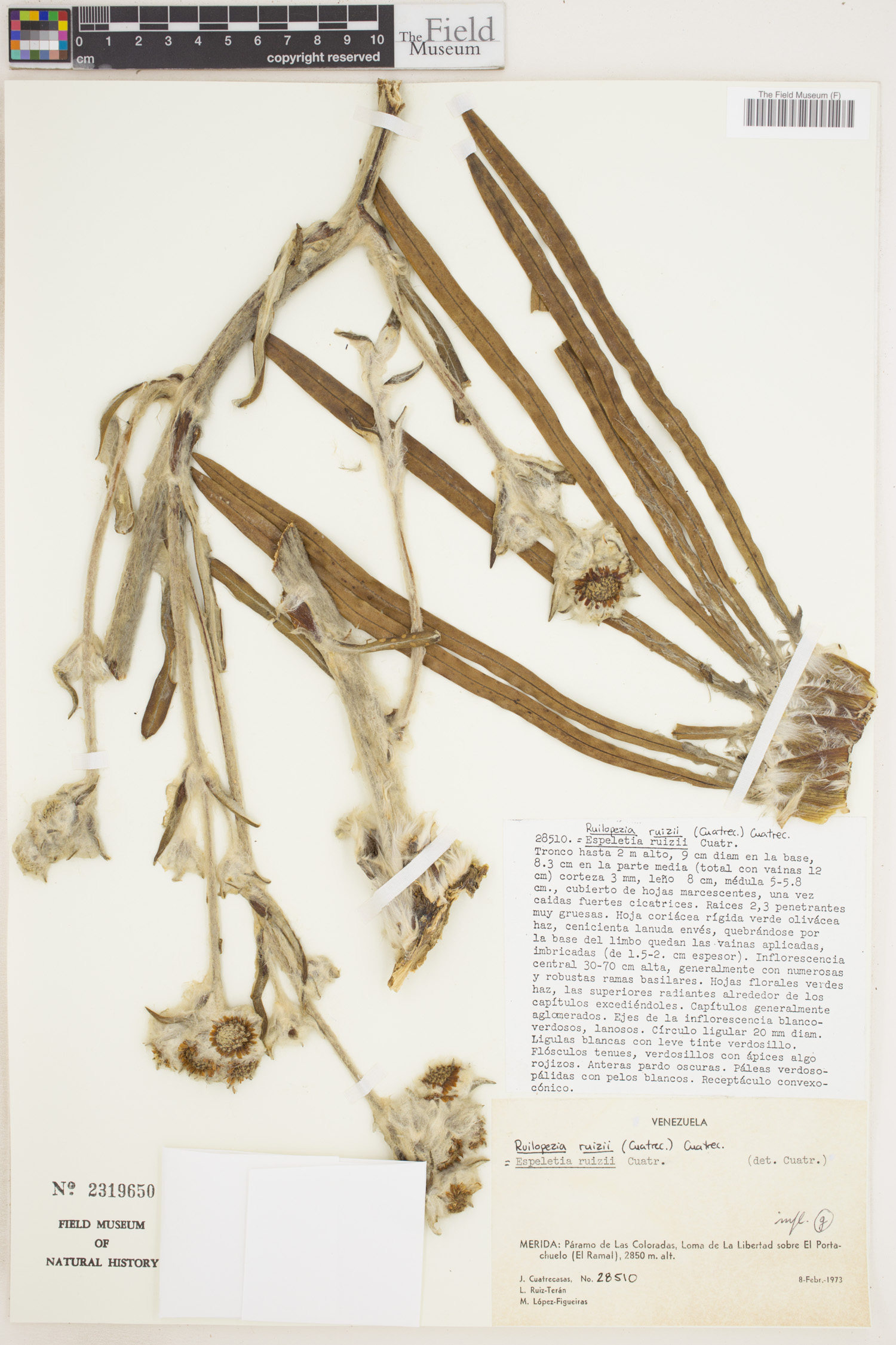 Ruilopezia ruizii image