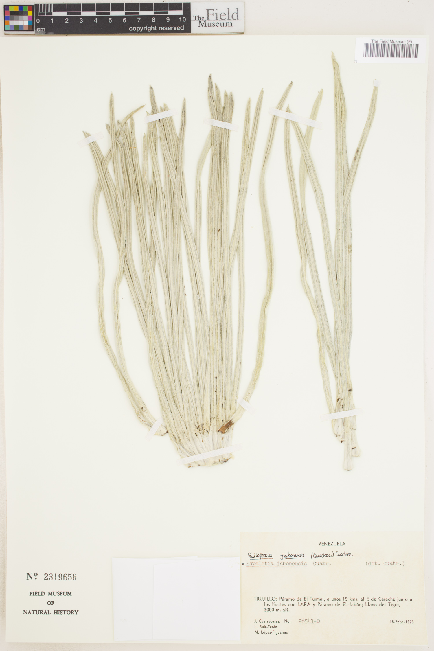 Ruilopezia jabonensis image