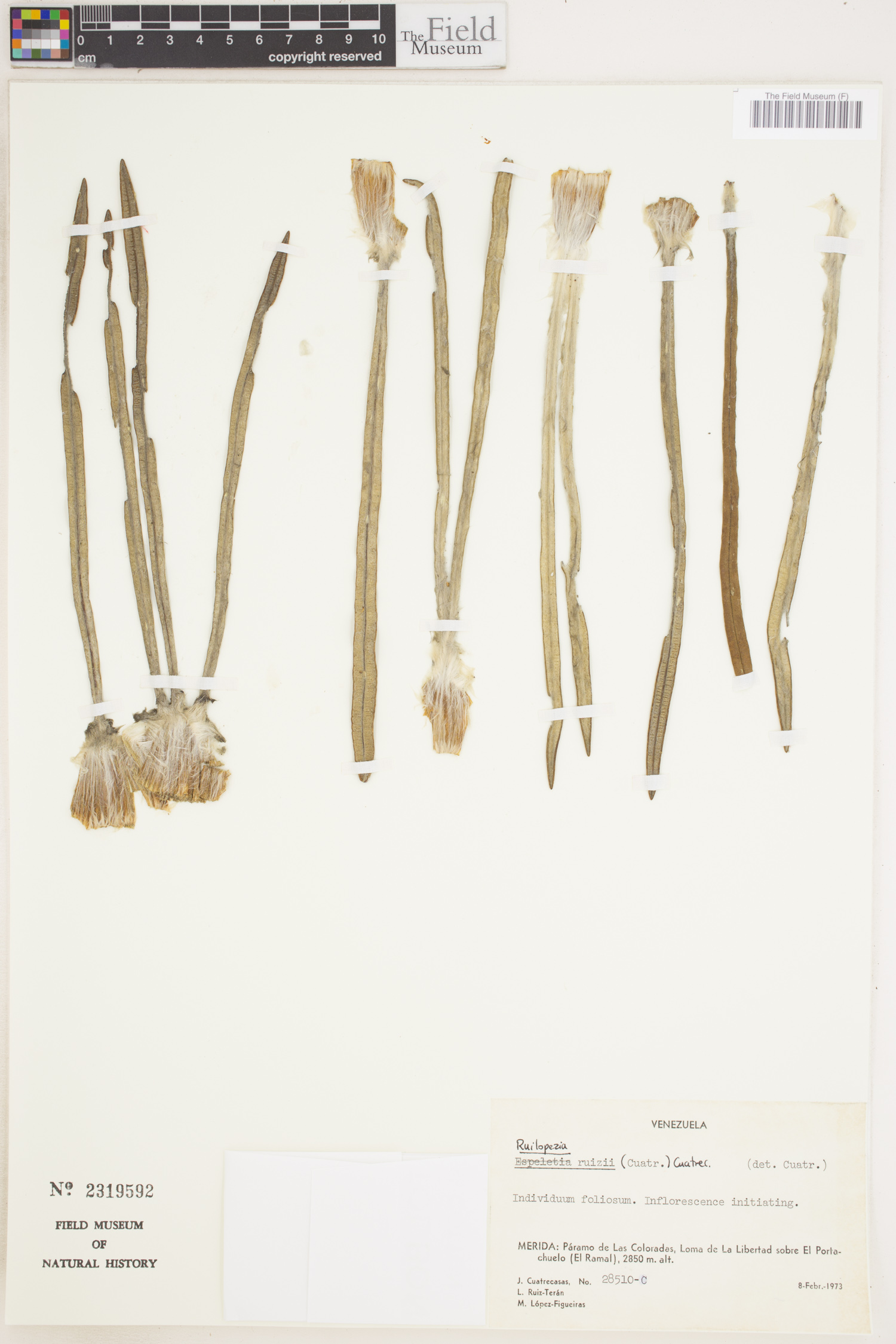 Ruilopezia ruizii image