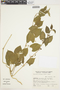 Gonolobus selloanus image