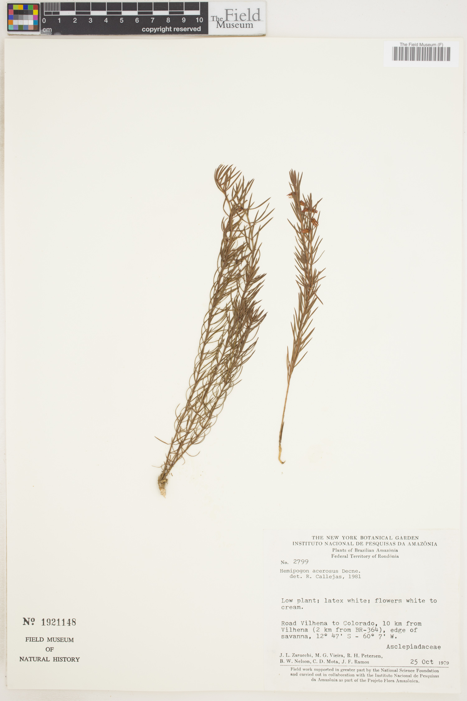 Hemipogon acerosus image
