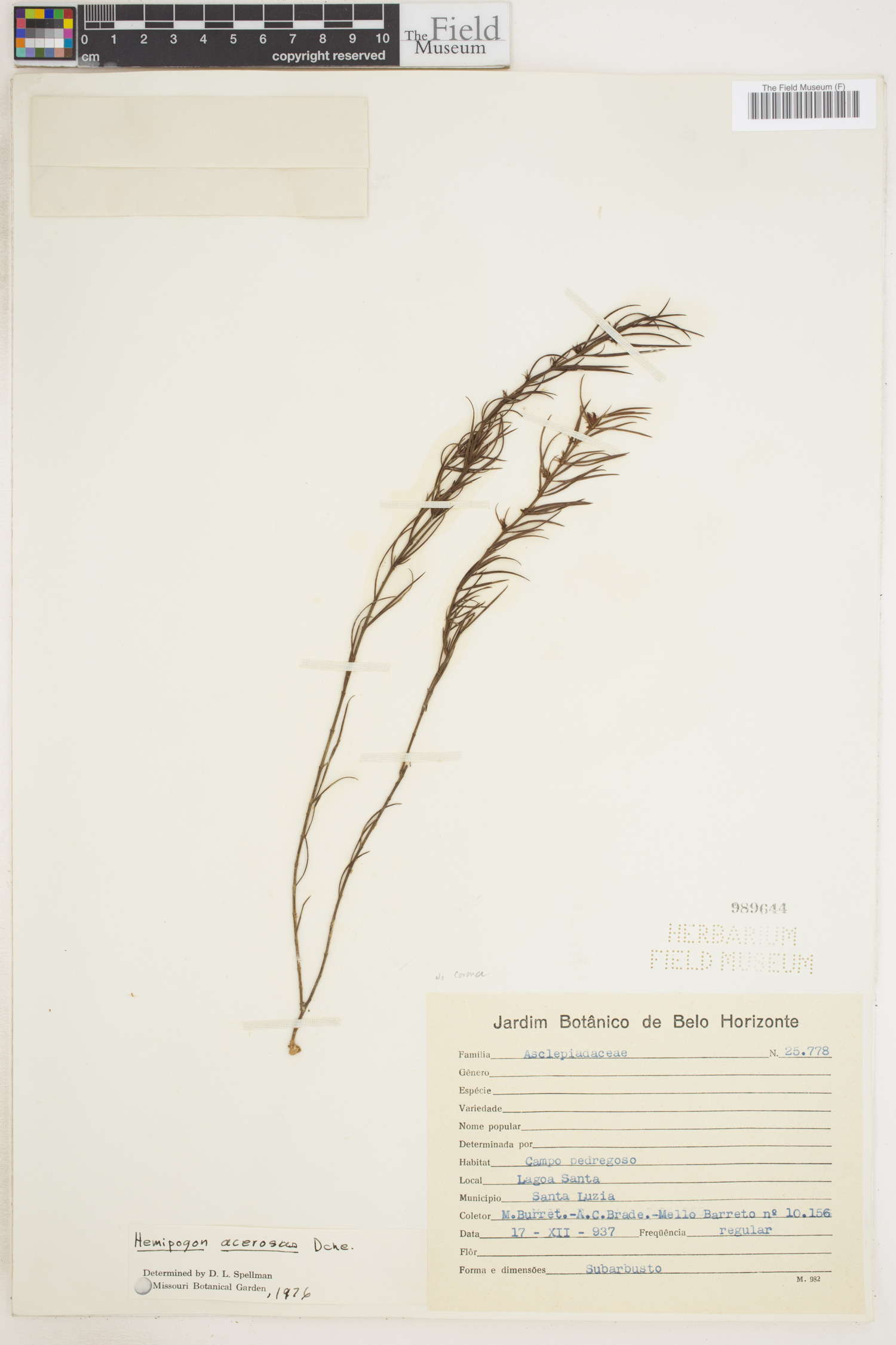 Hemipogon image