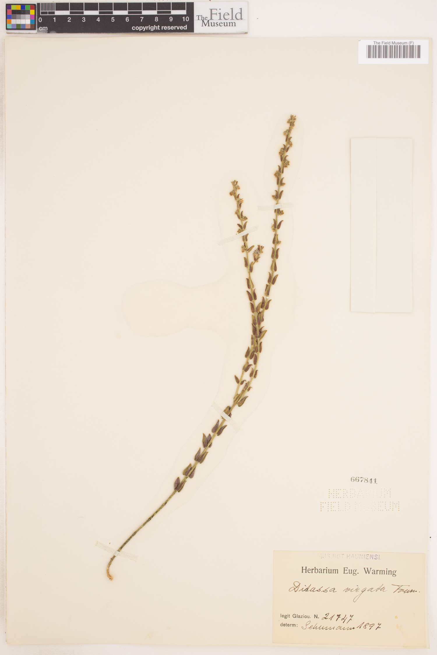 Minaria cordata image