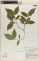 Rudgea sessiliflora image
