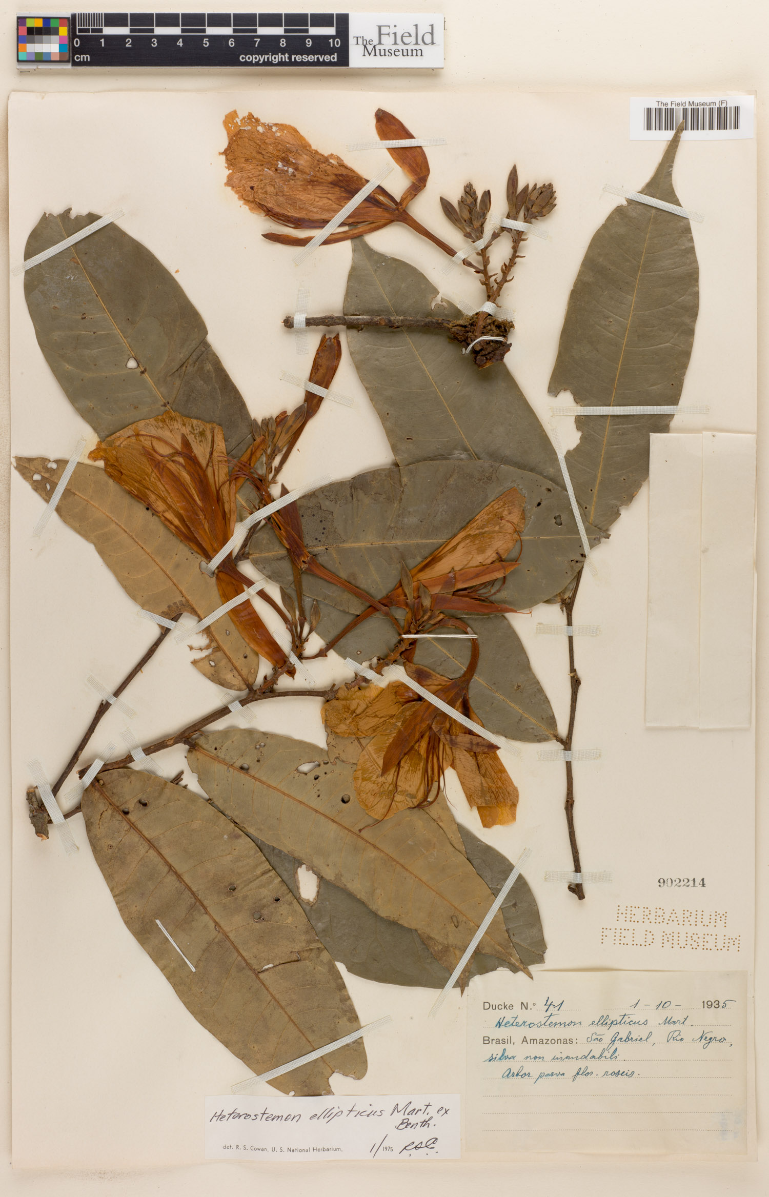 Heterostemon ellipticus image