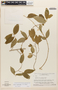 Solanum umbratile image