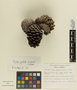 Pinus patula image