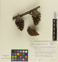 Pinus patula image