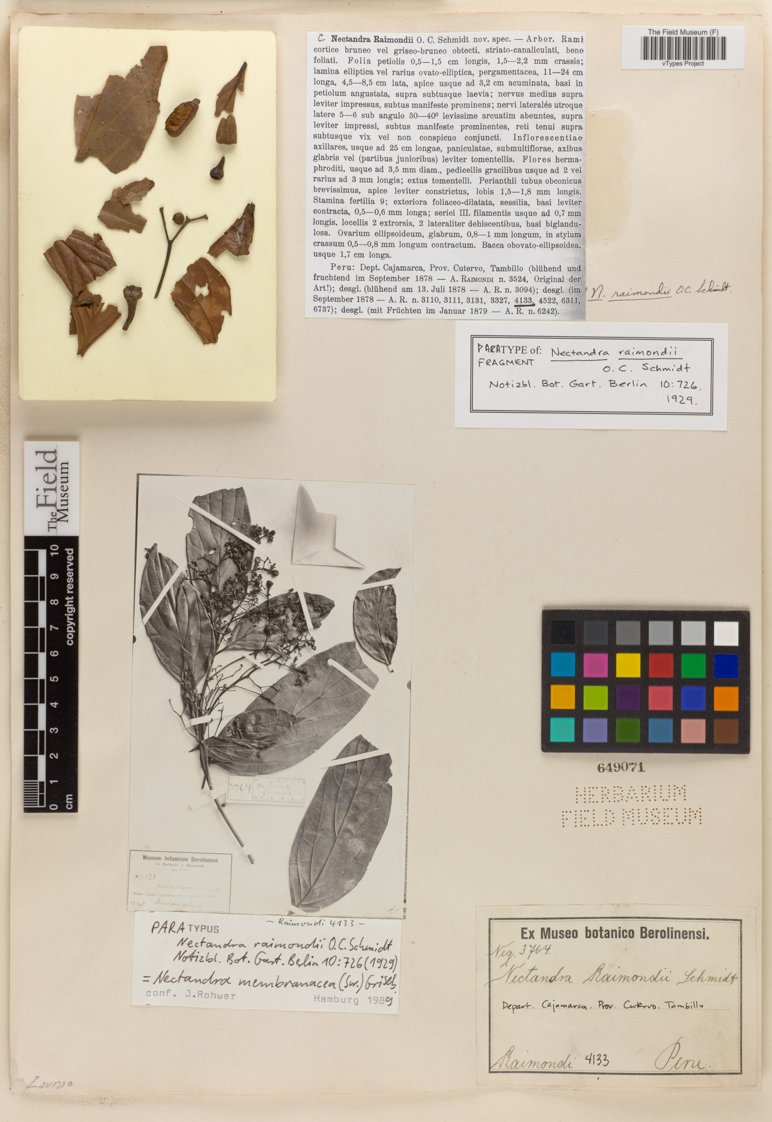 Nectandra raimondii image