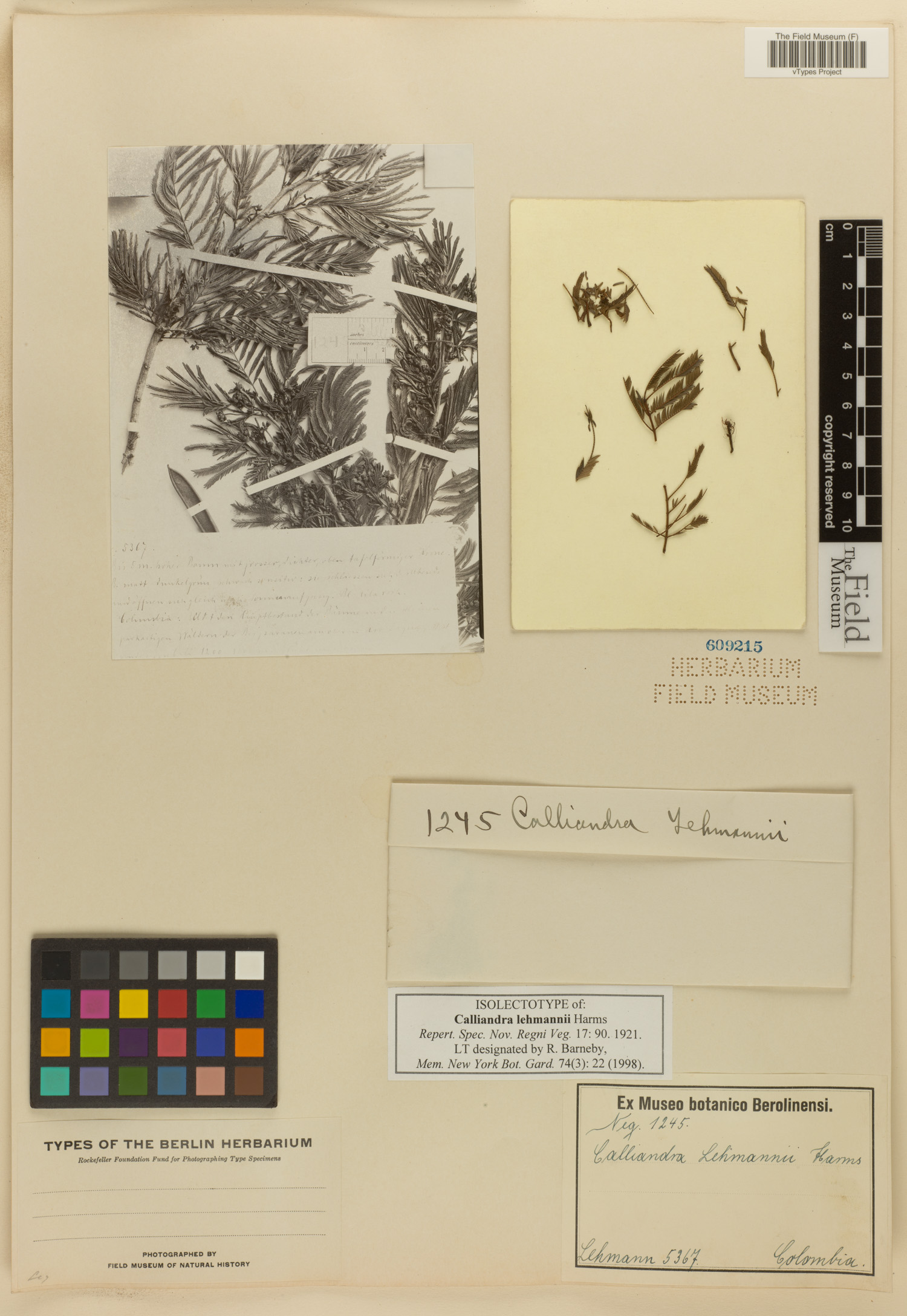 Calliandra pittieri var. pittieri image