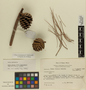 Pinus tecunumanii image