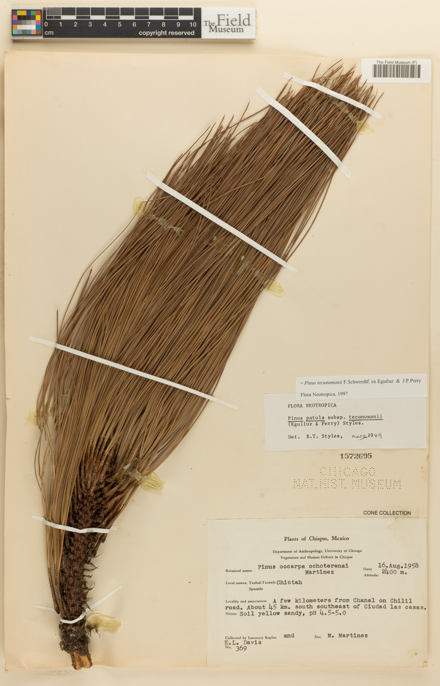 Pinus tecunumanii image
