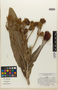 Espeletia curialensis image