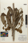 Espeletia curialensis image