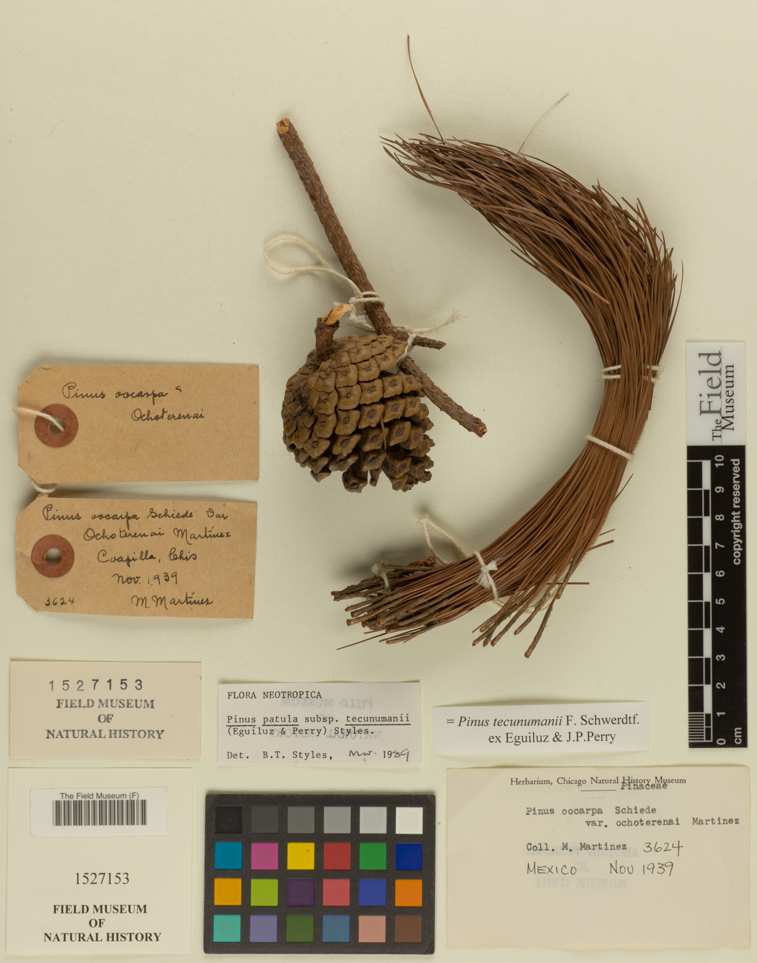 Pinus tecunumanii image