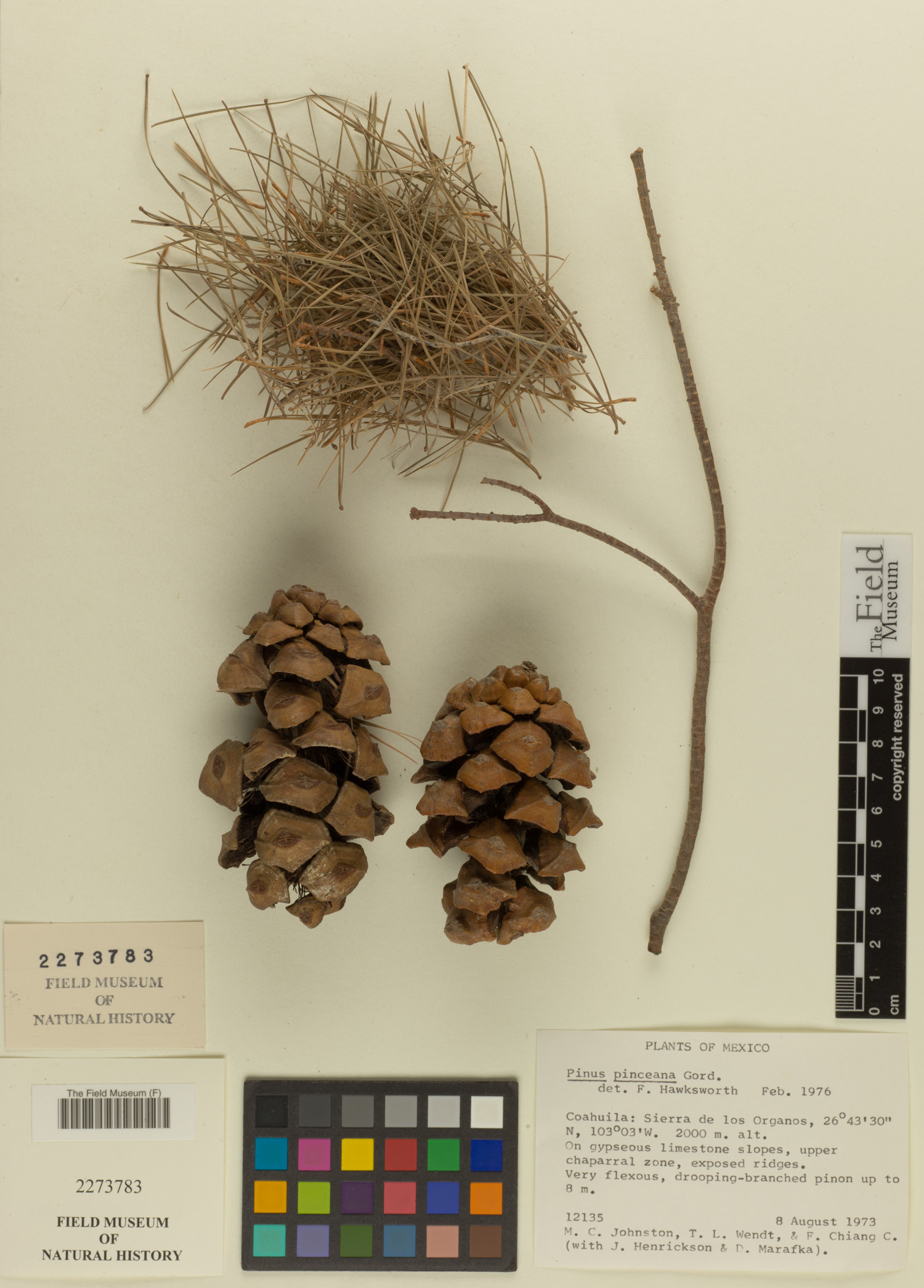 Pinus pinceana image