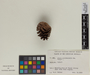 Pinus occidentalis image