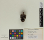 Pinus caribaea image