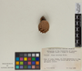 Pinus serotina image